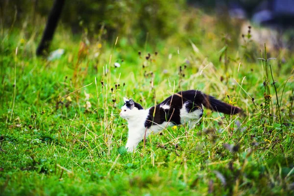 Chasse Chat Sauter Travers Herbe — Photo