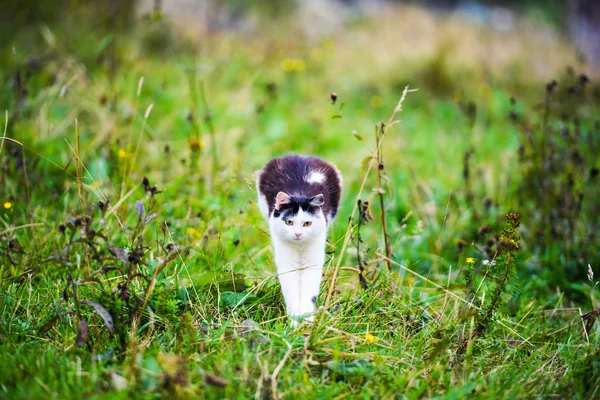 Lustige Jagdkatze Springt Durch Gras — Stockfoto