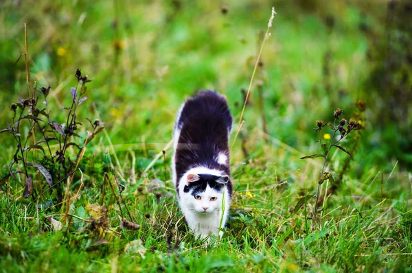 Caça Gato Saltando Através Grama — Fotografia de Stock