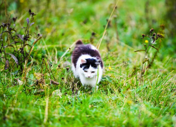 Caça Gato Saltando Através Grama — Fotografia de Stock