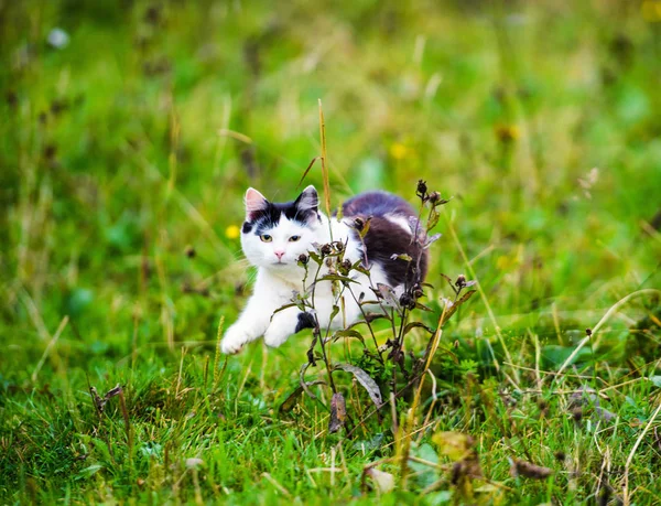 Cat Polowań Skoki Przez Trawy — Zdjęcie stockowe