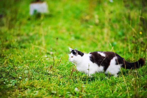 Jagdkatze Springt Durch Gras — Stockfoto