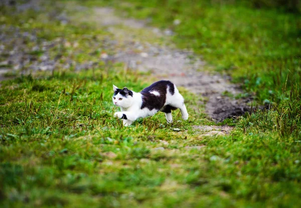 Caça Gato Saltando Através Grama — Fotografia de Stock