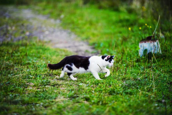 Chasse Chat Sauter Travers Herbe — Photo