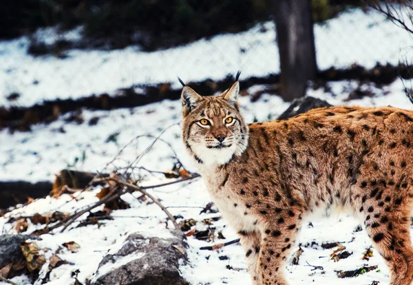 Lynx は雪の上 — ストック写真