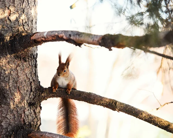 Retrato Esquilo Vermelho Sentado Ramo — Fotografia de Stock