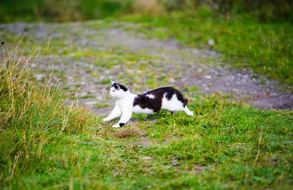 Caccia Gatto Saltando Attraverso Erba — Foto Stock