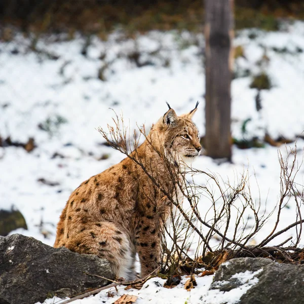 Lynx は雪の上 — ストック写真