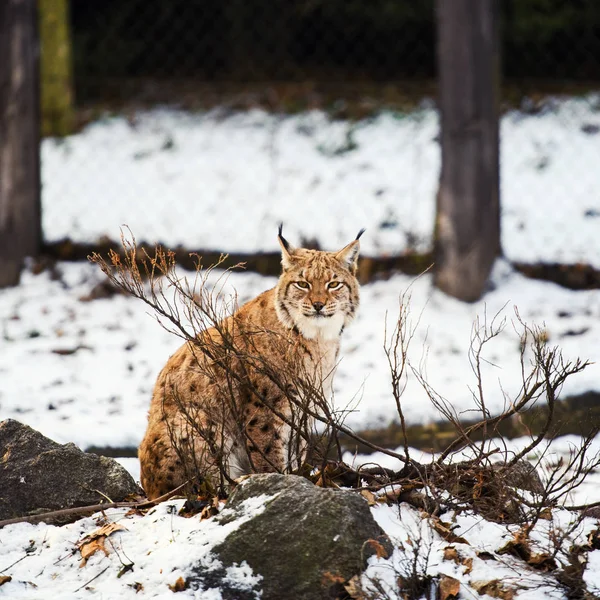 Lynx は雪の上 — ストック写真