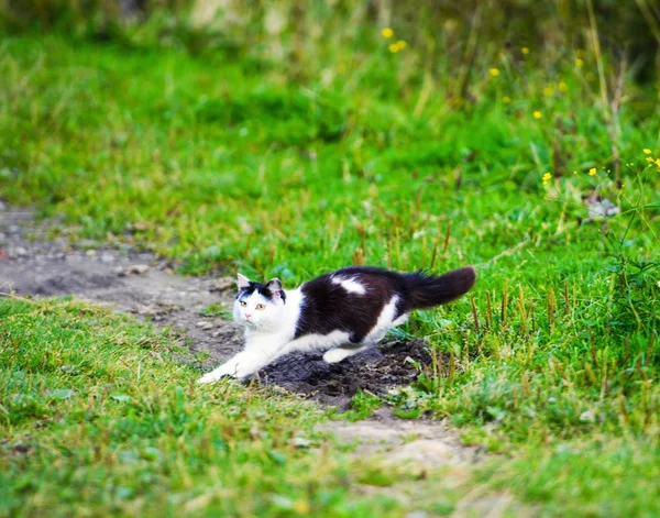 hunting cat jumping through grass