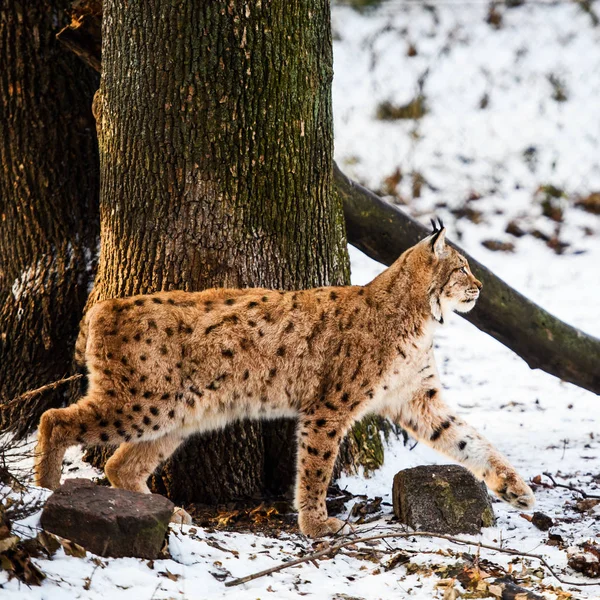 Lynx は雪の上 — ストック写真