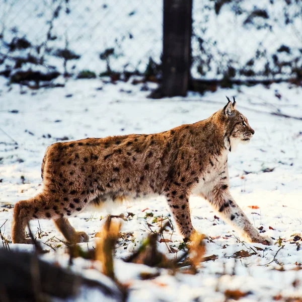 Lynx は雪の上 — ストック写真