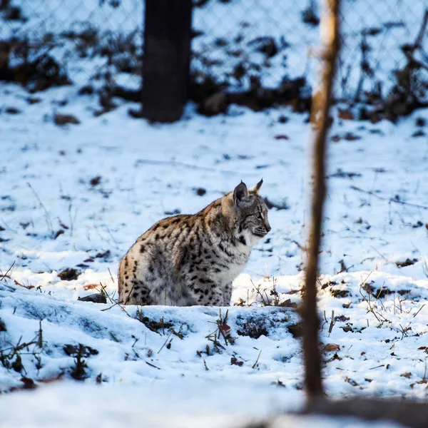 Lynx は雪の上 — ストック写真