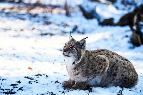 Lynx は雪の上 — ストック写真