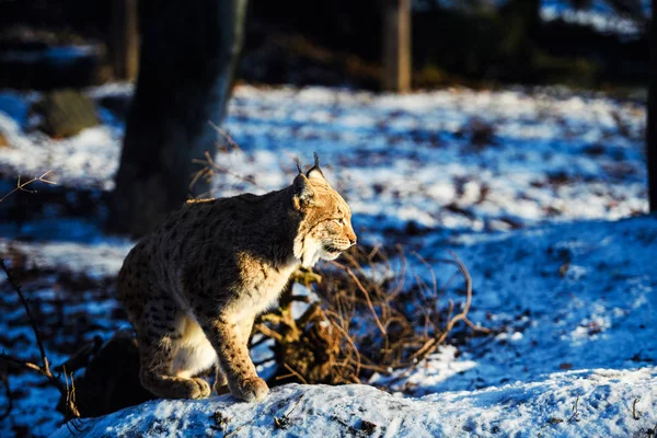 Lynx は雪の上 — ストック写真