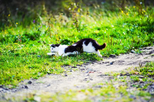 Caza Gato Saltar Través Hierba —  Fotos de Stock
