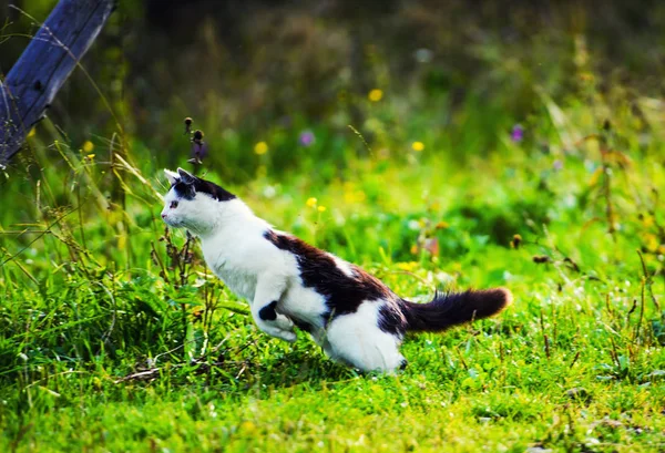 Jacht Kat Springen Door Gras — Stockfoto