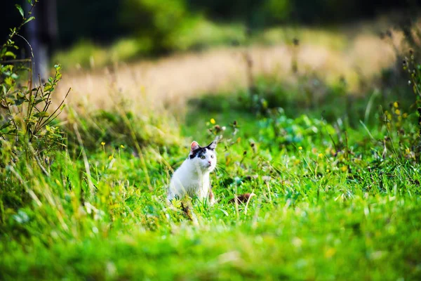 Caccia Gatto Saltando Attraverso Erba — Foto Stock