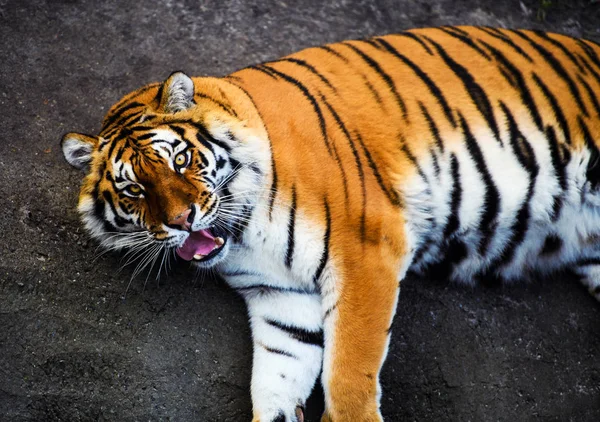 Wunderschönes Amur Tiger Portrait — Stockfoto