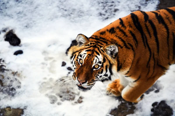 Beautiful Amur tiger on snow. Tiger in winter forest