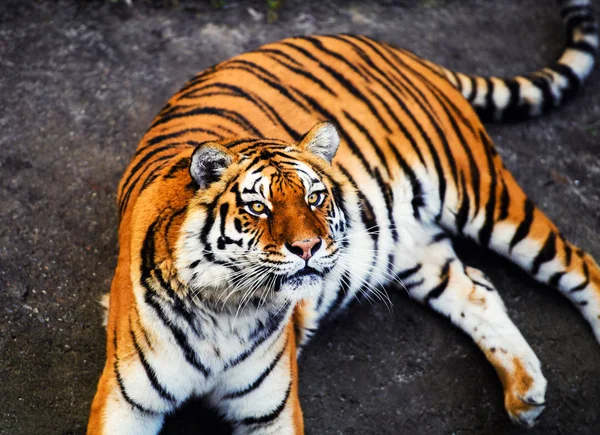 Belo Retrato Tigre Amur — Fotografia de Stock