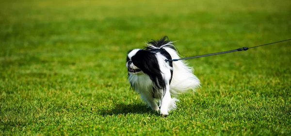Счастливая Собака Зеленой Траве — стоковое фото