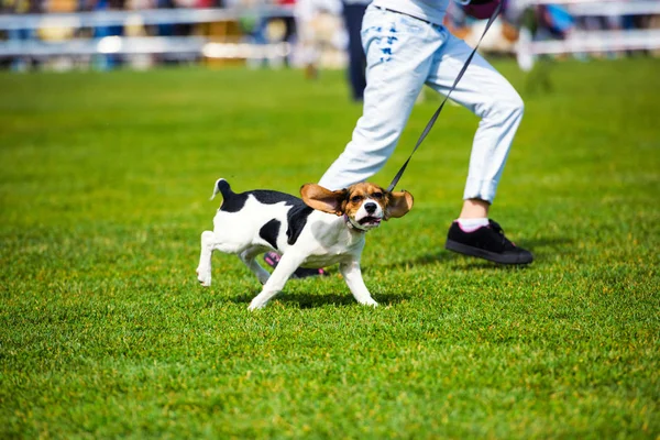 Cute Adorable Dog Selective Focus — Stock Photo, Image