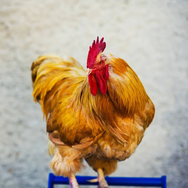 Vacker Hane Tupp Närbild — Stockfoto