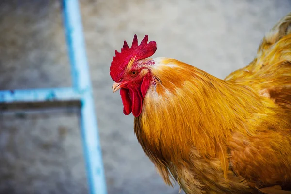 Güzel Erkek Horoz Yakından Bak — Stok fotoğraf