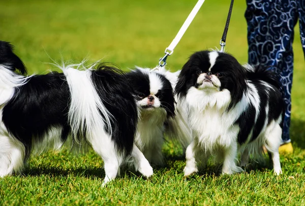 Happy Dog Green Grass — Stock Photo, Image