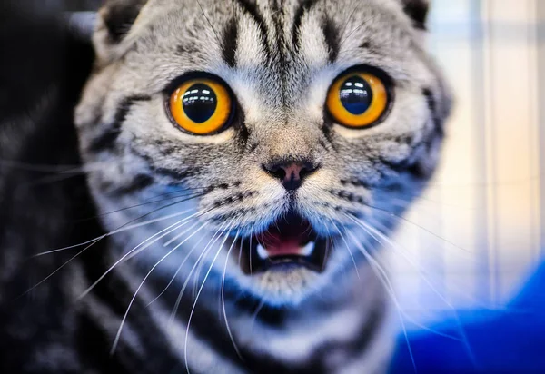 Roztomilá Kočka Selektivní Zaměření — Stock fotografie