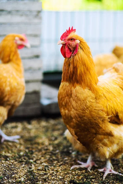 Kyckling Gård — Stockfoto