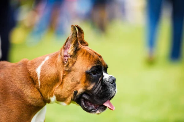 Hond Hond Groen Gras Buitenshuis — Stockfoto