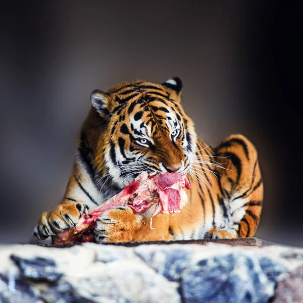 Beautiful Amur Tiger Eating Piece Meat — Stock Photo, Image