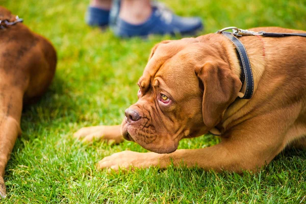 Собаки Играют Зеленой Траве — стоковое фото