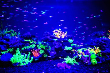 Glofish (Danio rerio), akvaryumda floresan balık