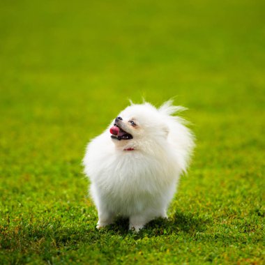 Köpek dışarıda gülümsüyor.