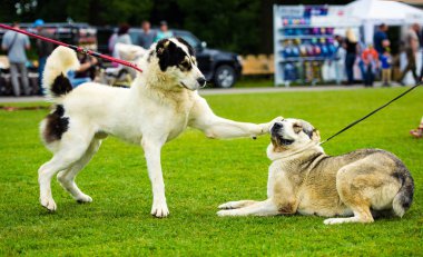 Şirin köpek, seçici odaklanma.