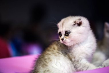 sevimli beyaz kedicik