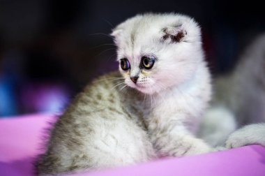 sevimli beyaz kedicik