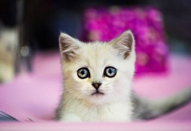 sevimli beyaz kedicik