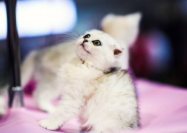 sevimli beyaz kedicik