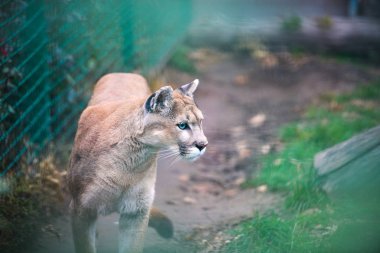 Dağ aslanı, puma, puma portre.