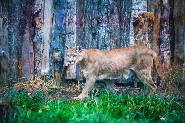 Dağ aslanı, puma, puma portre.