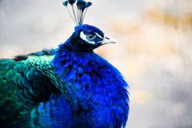 güzel tavuskuşu portresi