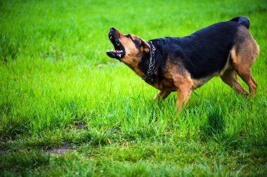 Şirin köpek, seçici odaklanma.
