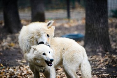 Kavga iki Kutup kurtları