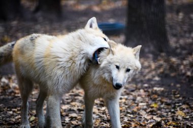 Kavga iki Kutup kurtları