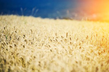 Altın buğday tarlası ve güneşli gün