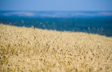 Altın buğday tarlası ve güneşli gün